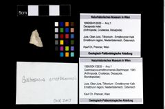 Foto (Objekt + Etikett) von Gastrosacus ernstbrunnensis (Bachmayer, 1945)  (NHMW-GEO-1990-0041-3935)